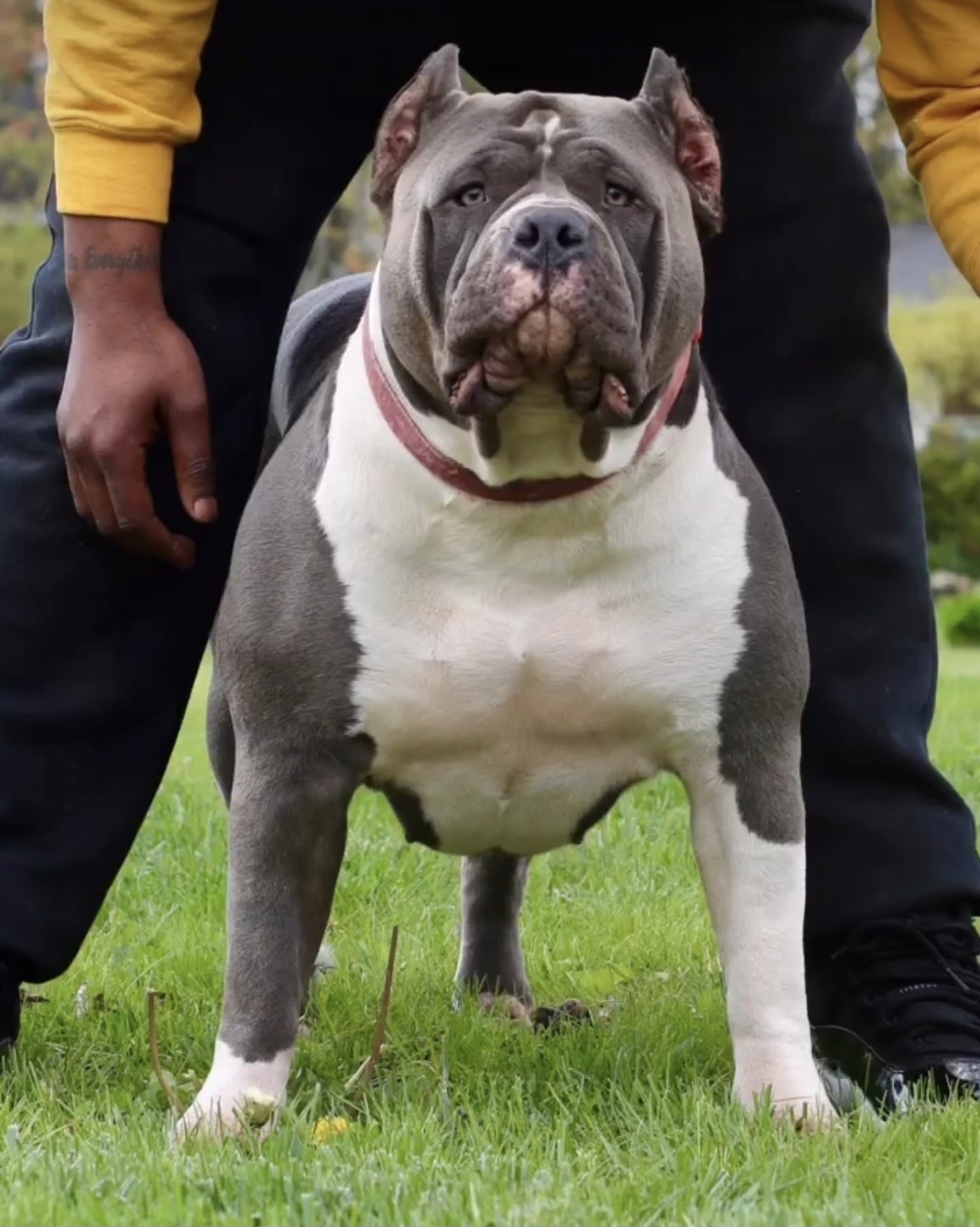 Dog Featured Image
