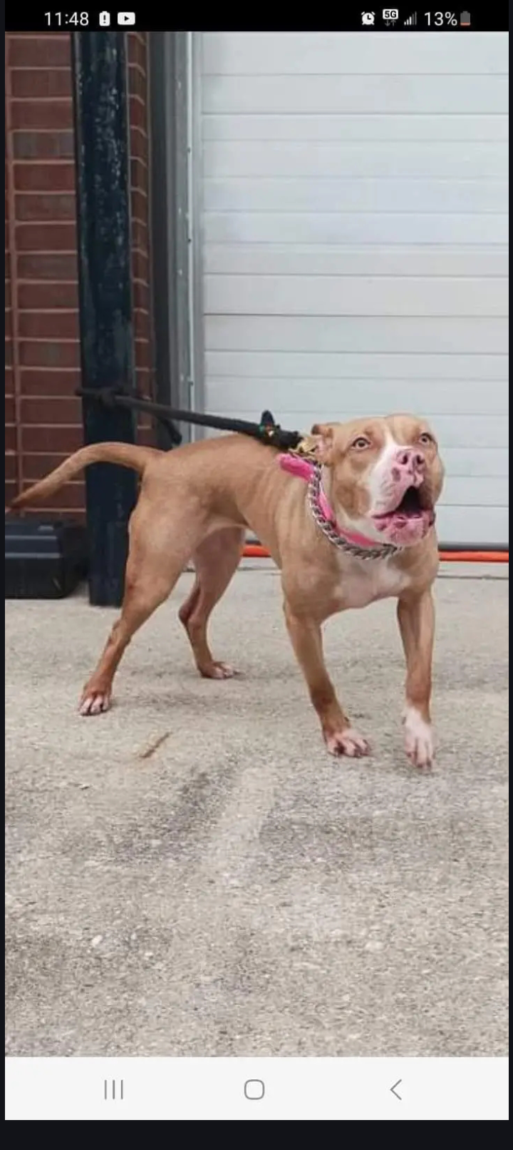 Dog Featured Image
