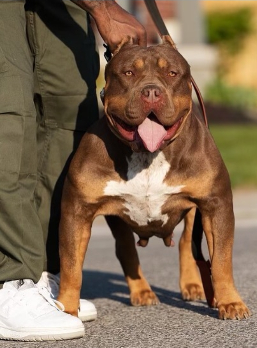 Dog Featured Image
