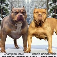 MSB ENZO FERRARI x AMP’s KIMBA