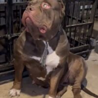 Probulls New Dog of 1 Deep Bullies