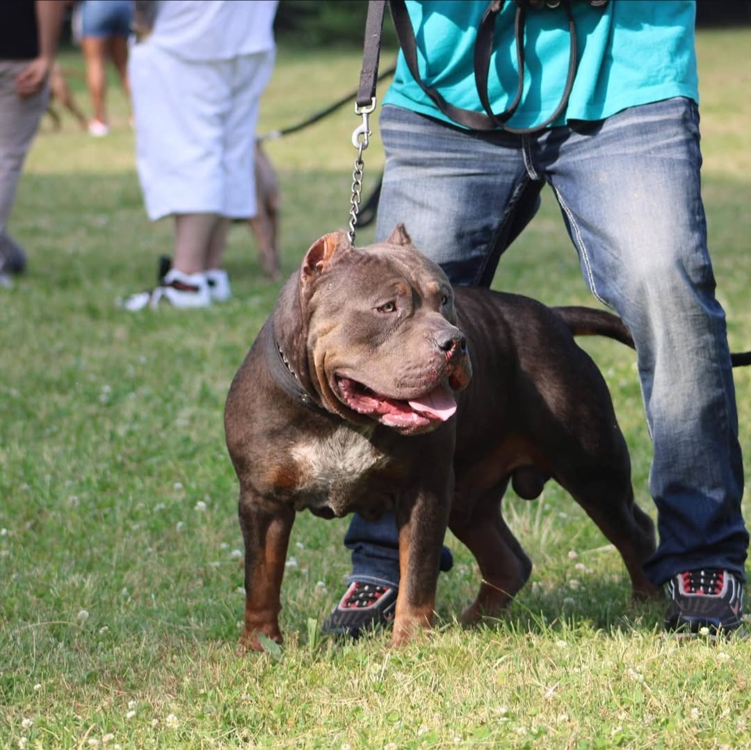Dog Featured Image