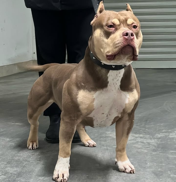 Dog Featured Image