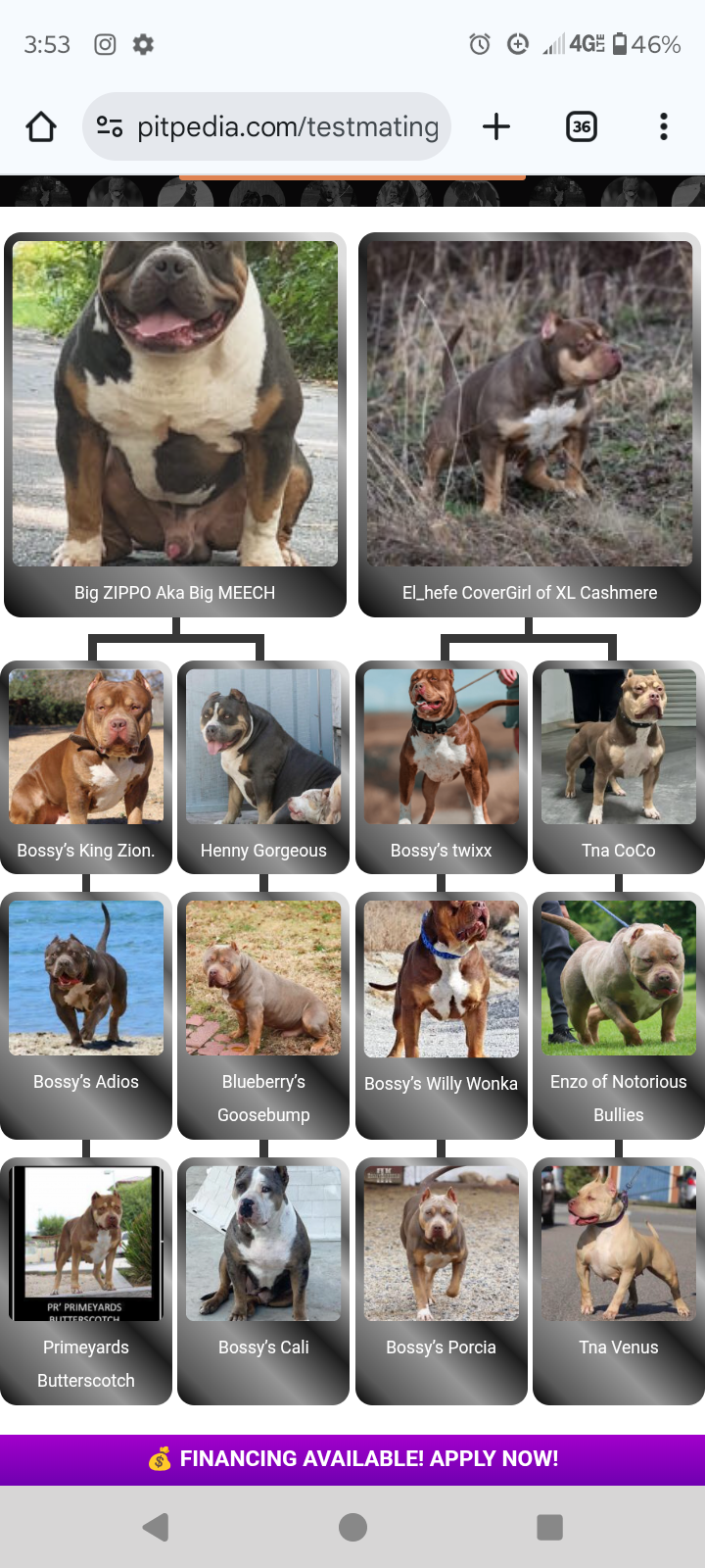 Dog Featured Image