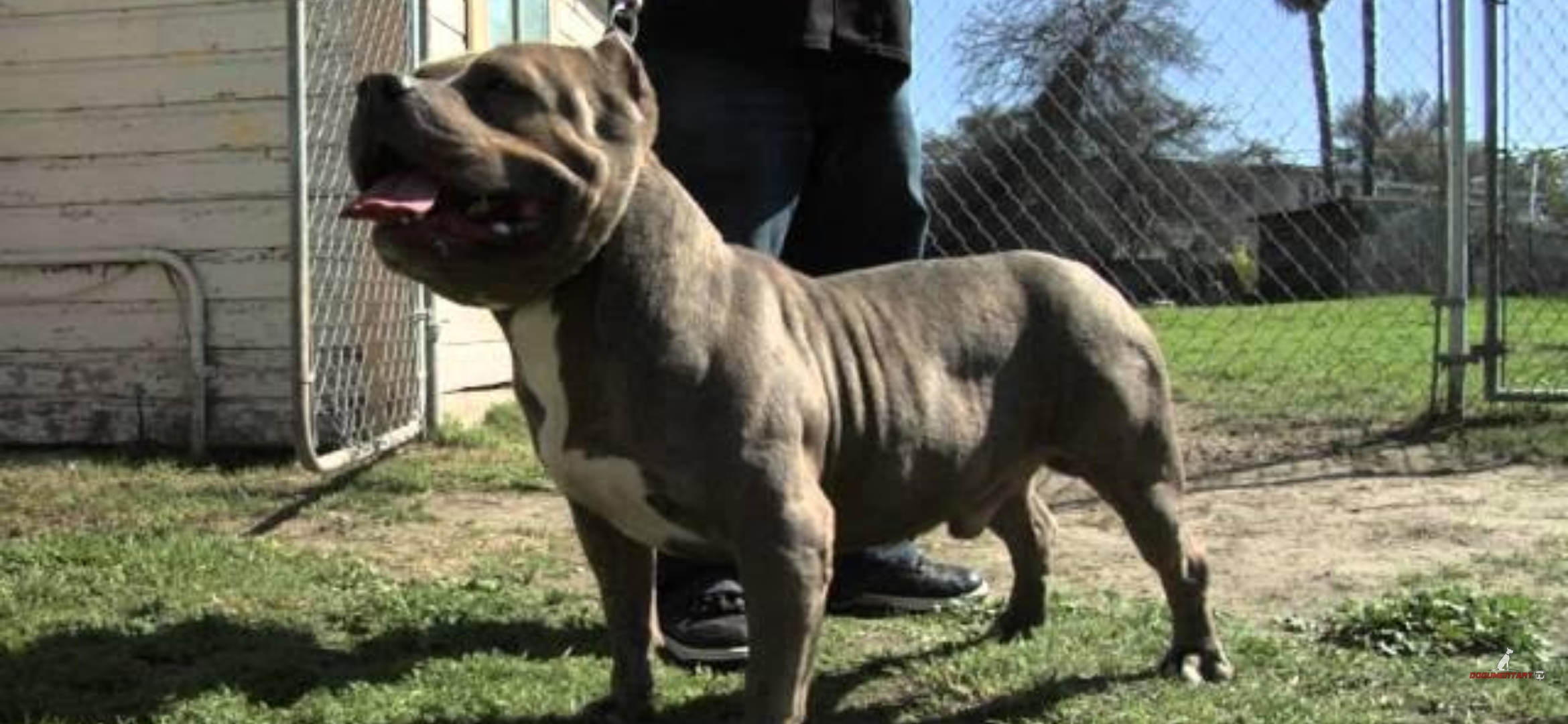 Dog Featured Image