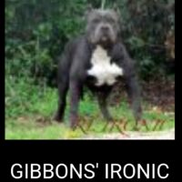 GIBBON’S IRONIC