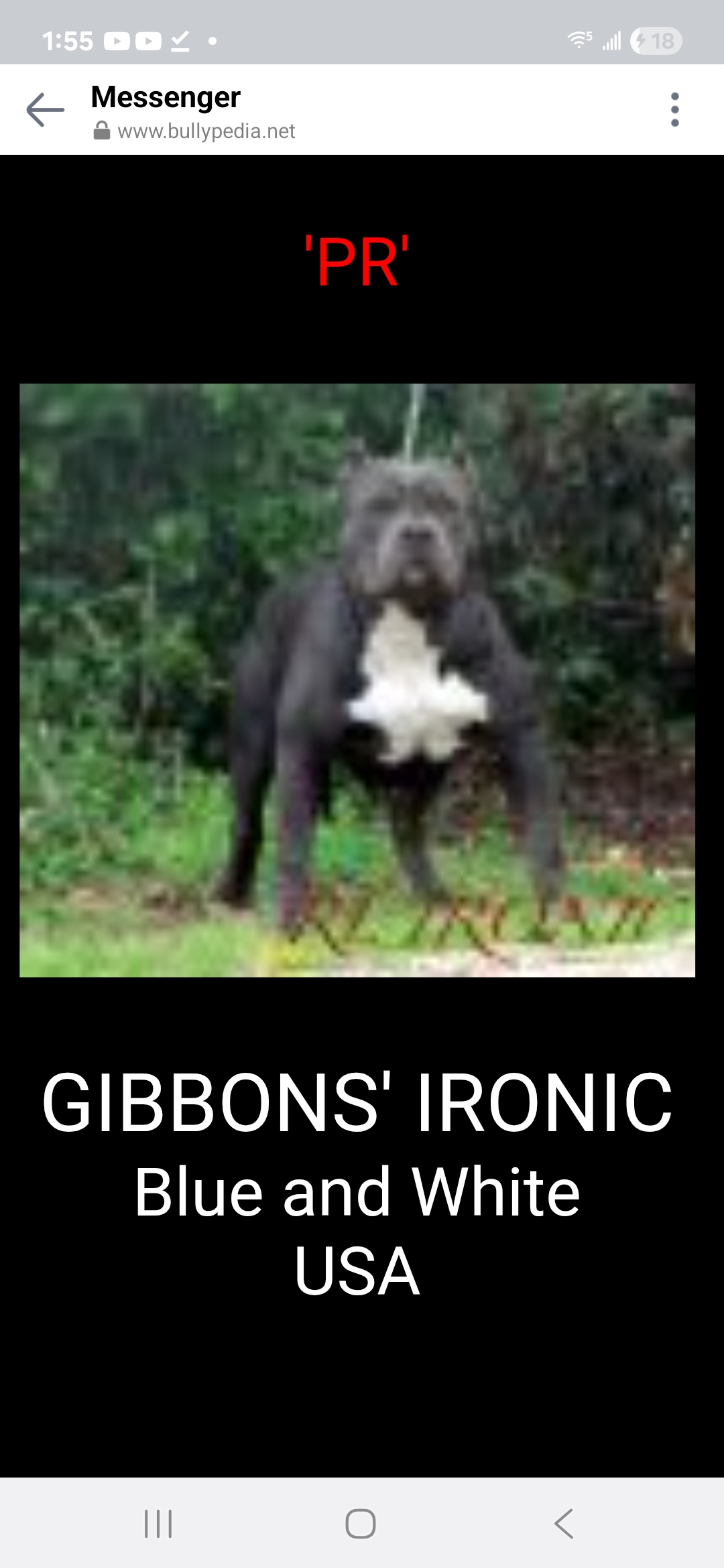 Dog Featured Image