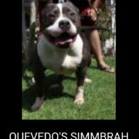 QUEVODO’S SIMMBRAHKENNEL’S