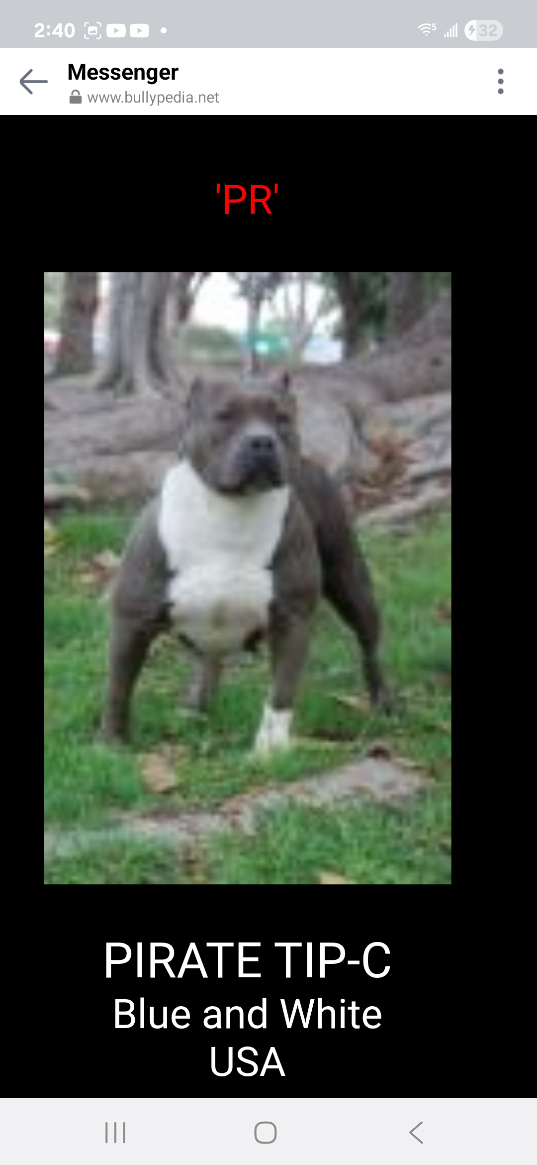 Dog Featured Image