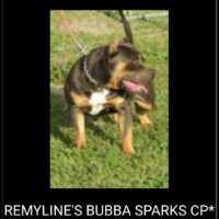 REMYLINE BUBBA SPARKS CP