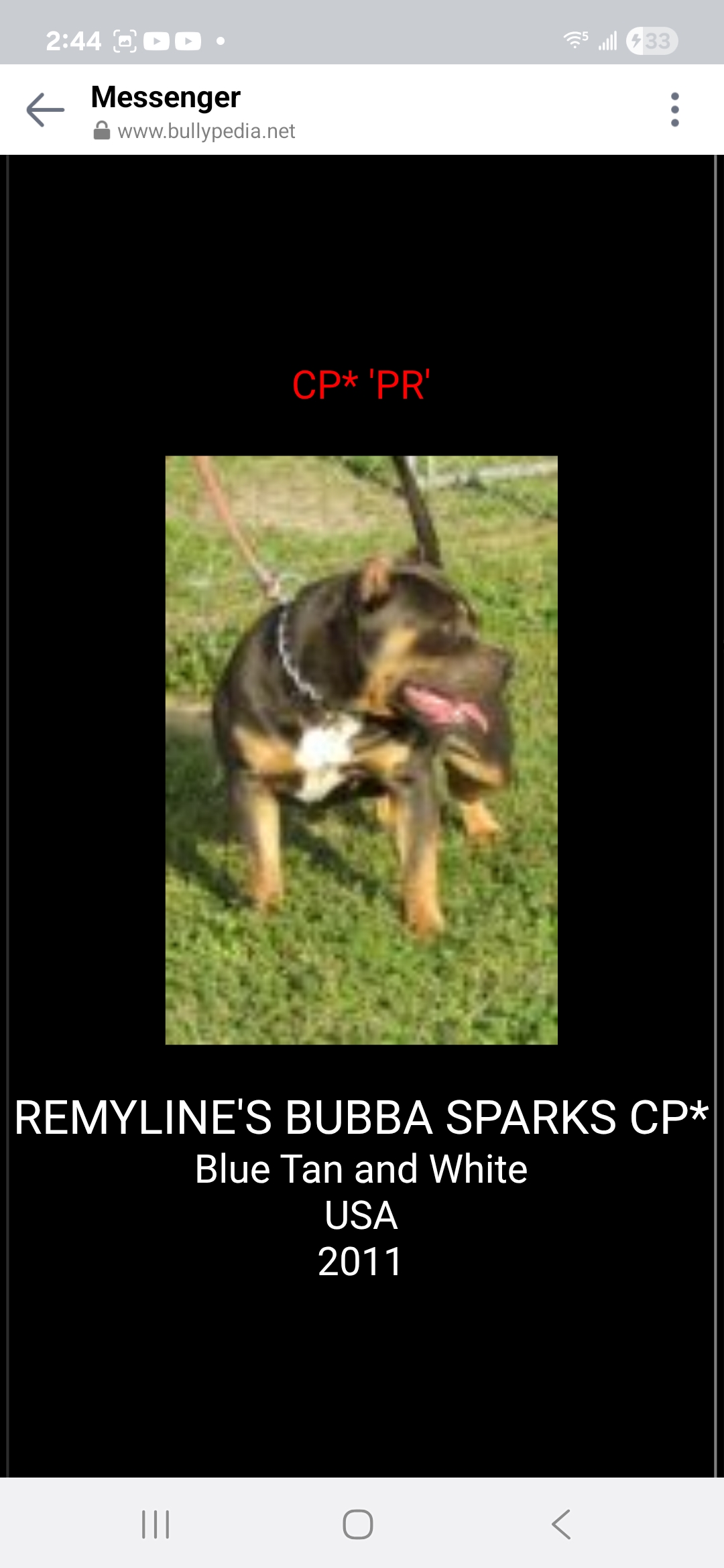 Dog Featured Image