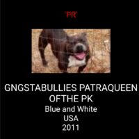 GNGSTABULLIE’S PATRAQUEEN OF THE PK