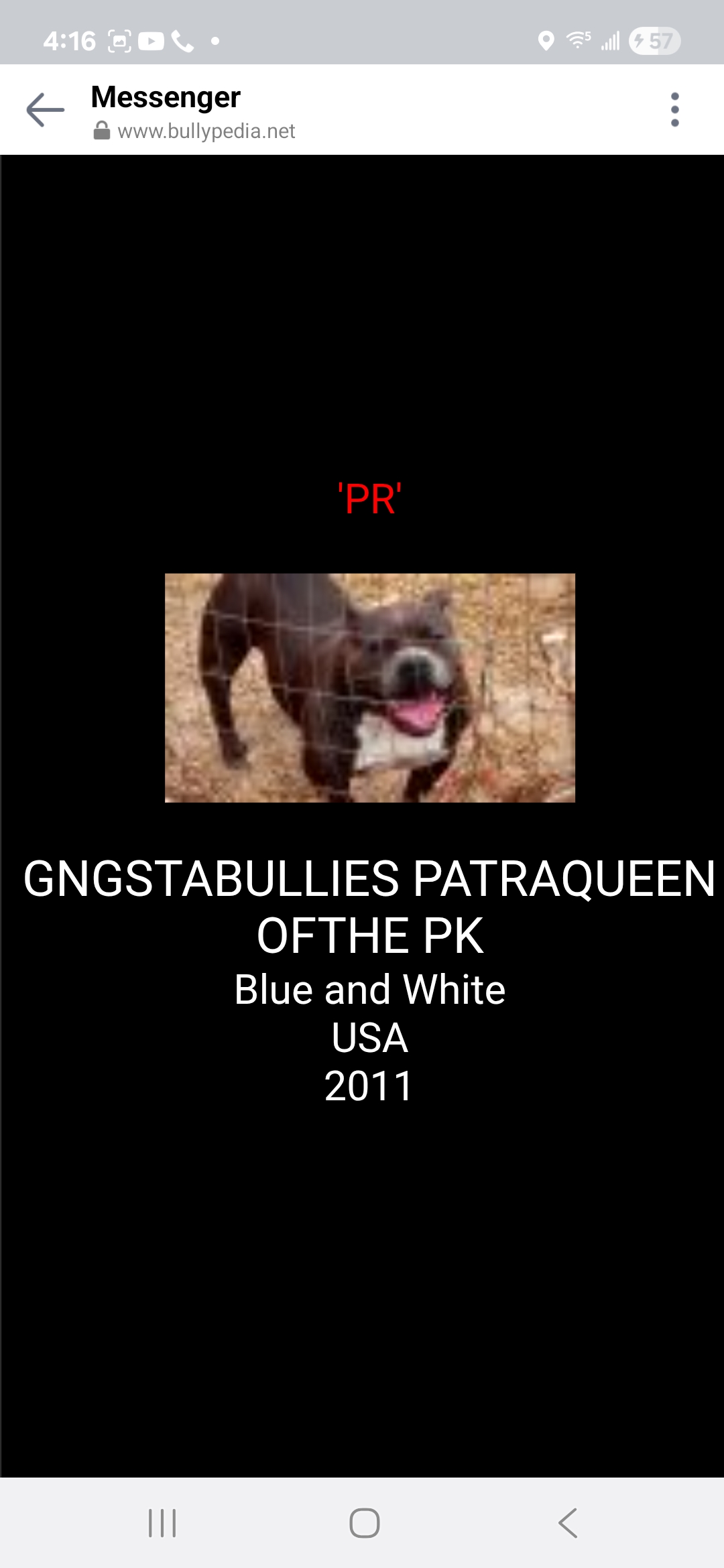 Dog Featured Image