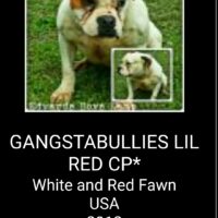 GNGSTABULLIE’S  LIL RED CP