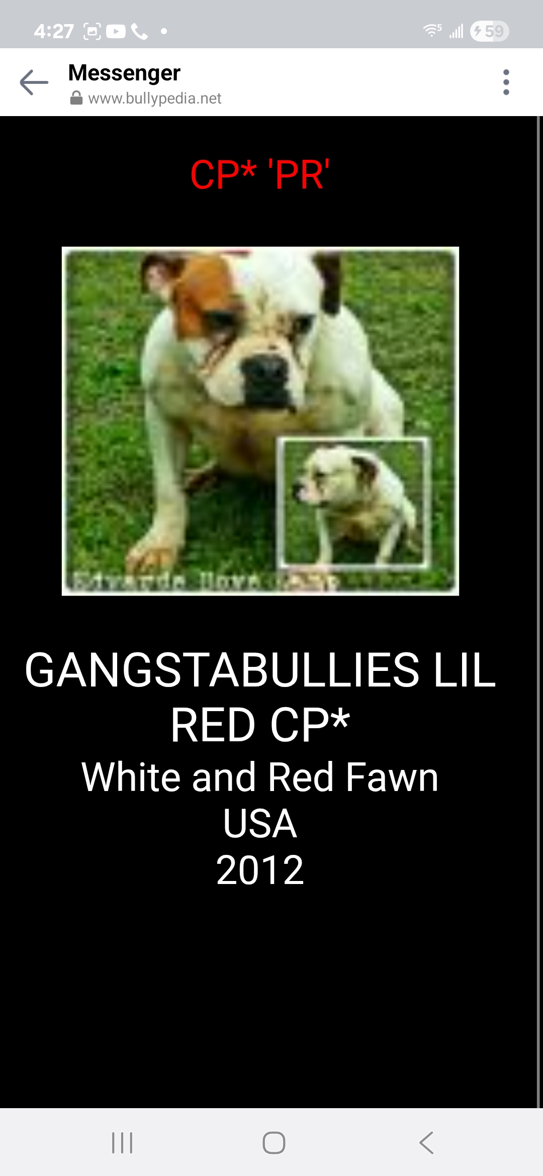Dog Featured Image