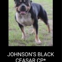 JOHNSON’S BLACK CEASAR CP