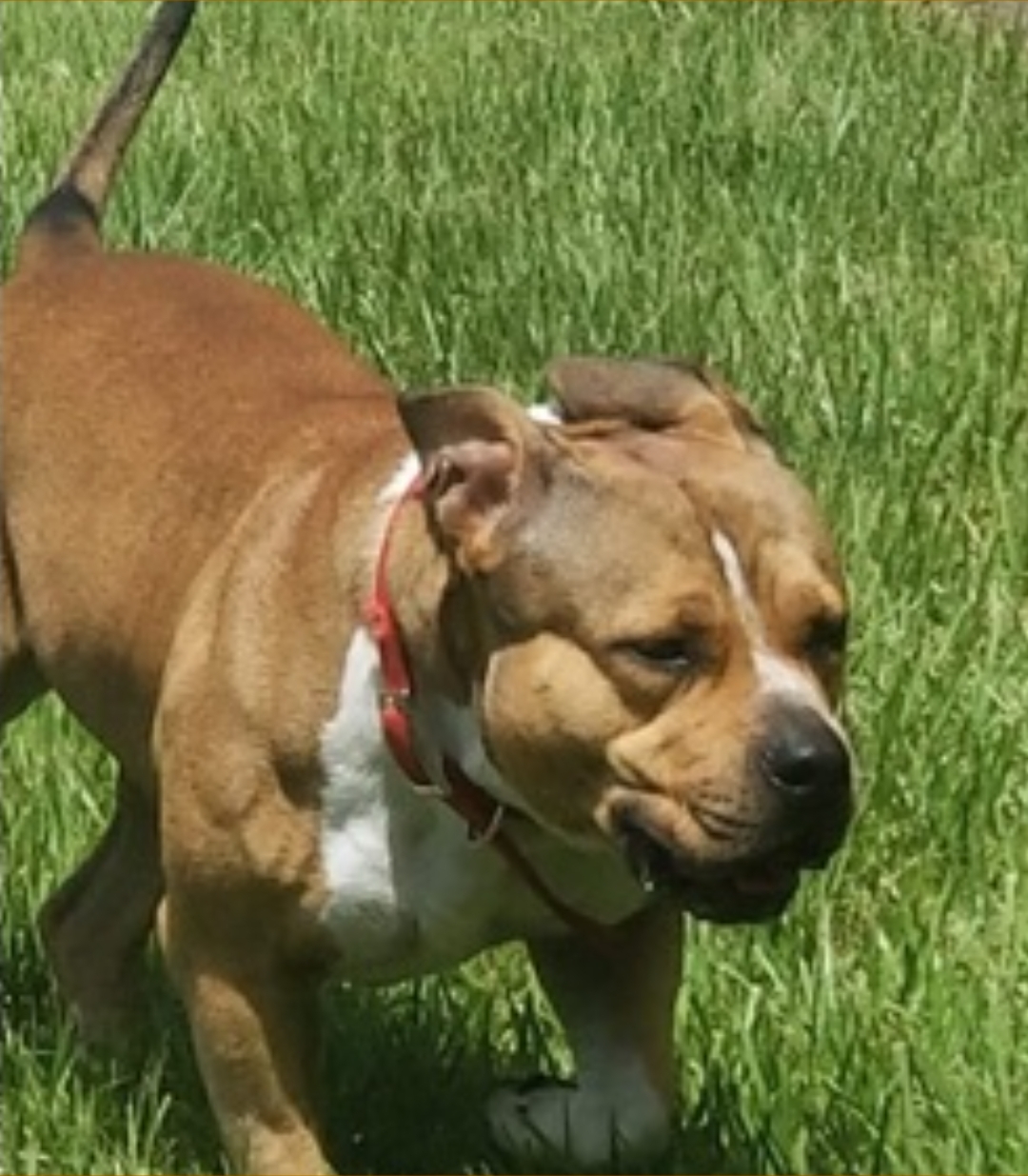 Dog Featured Image