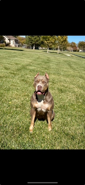Dog Featured Image