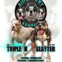 Triple H ❌Slayter