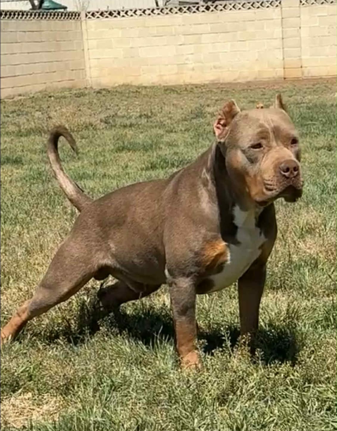 Dog Featured Image