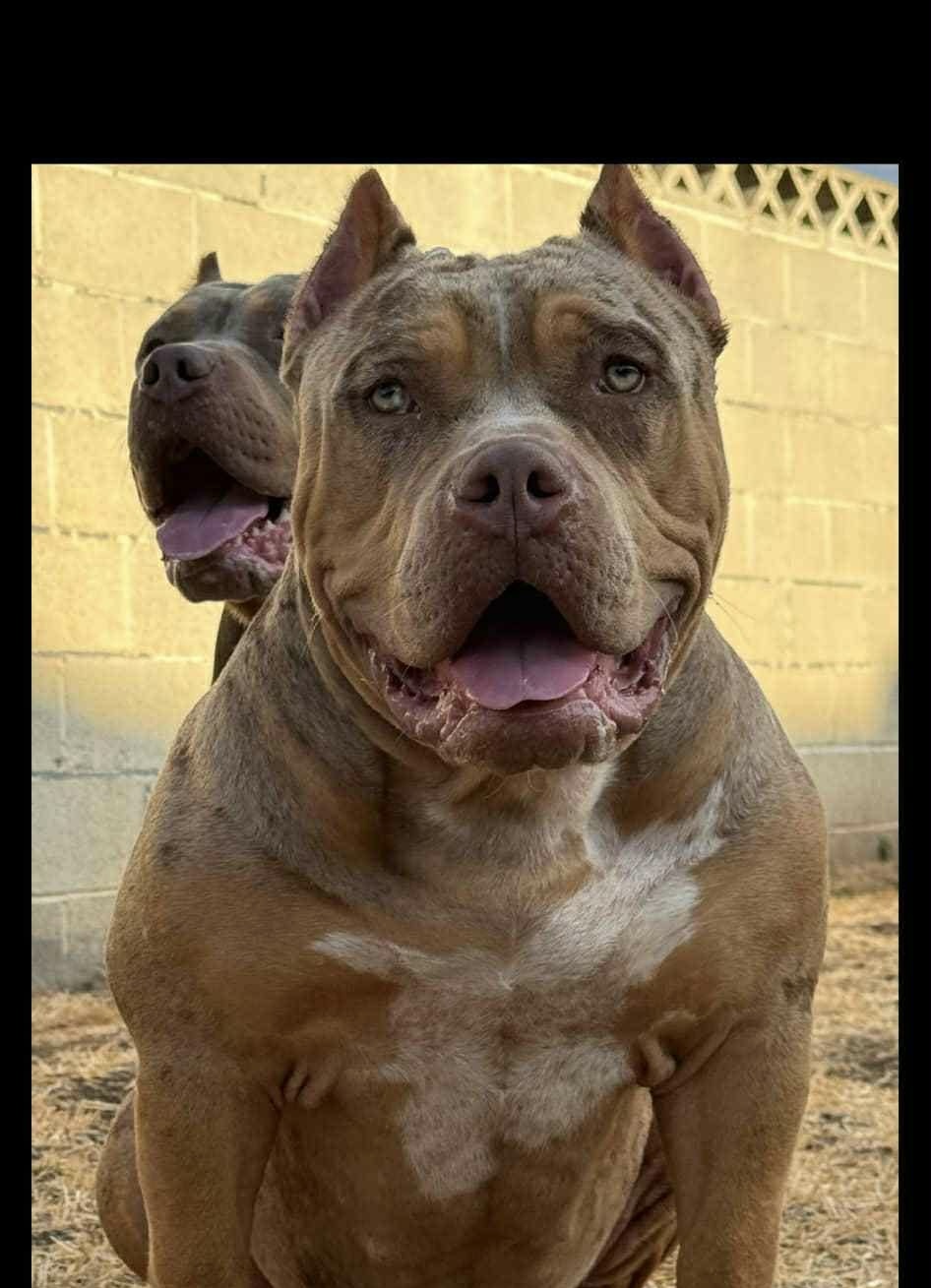 Dog Featured Image