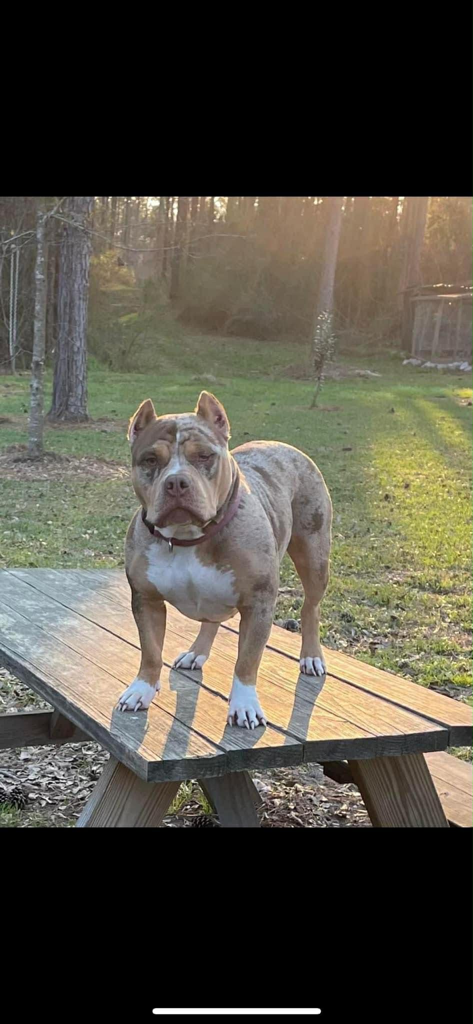 Dog Featured Image