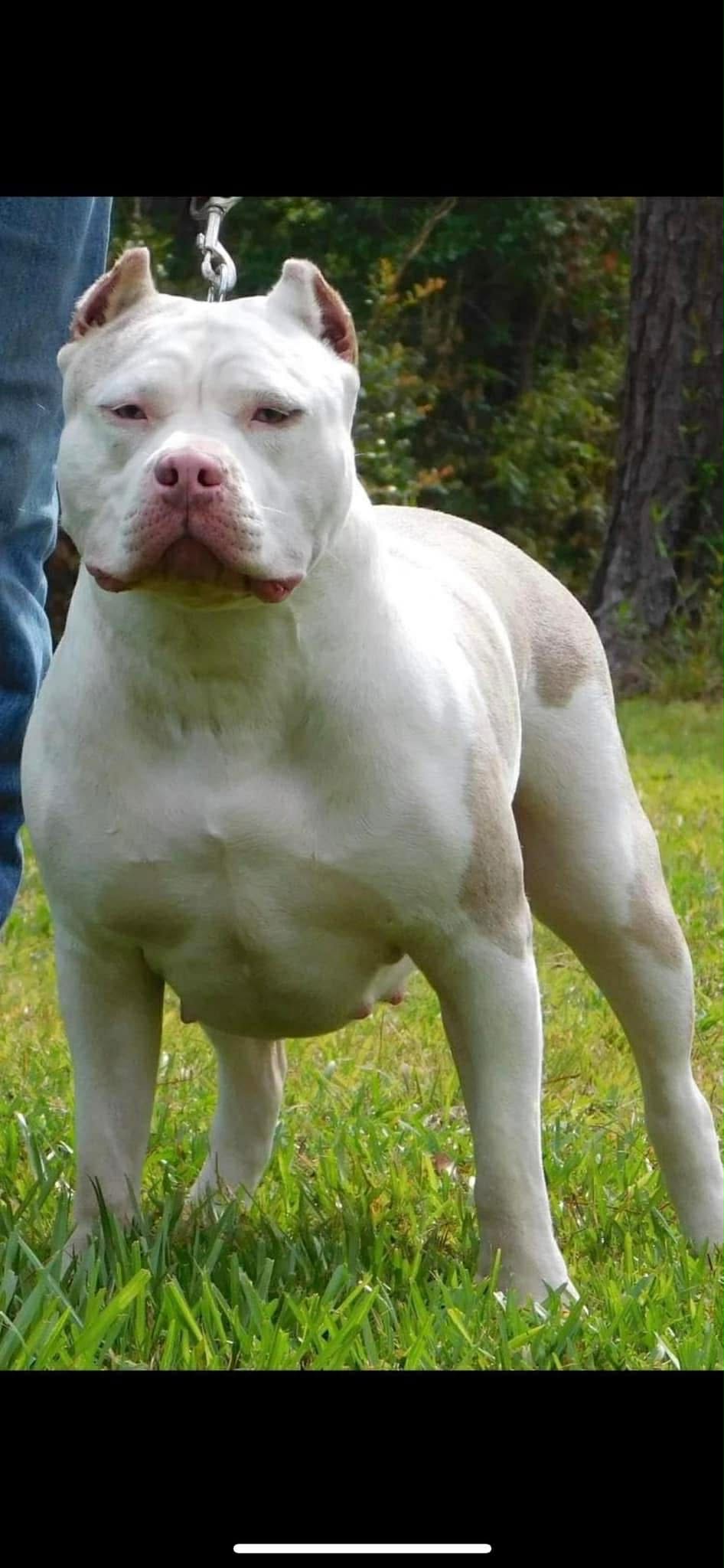 Dog Featured Image