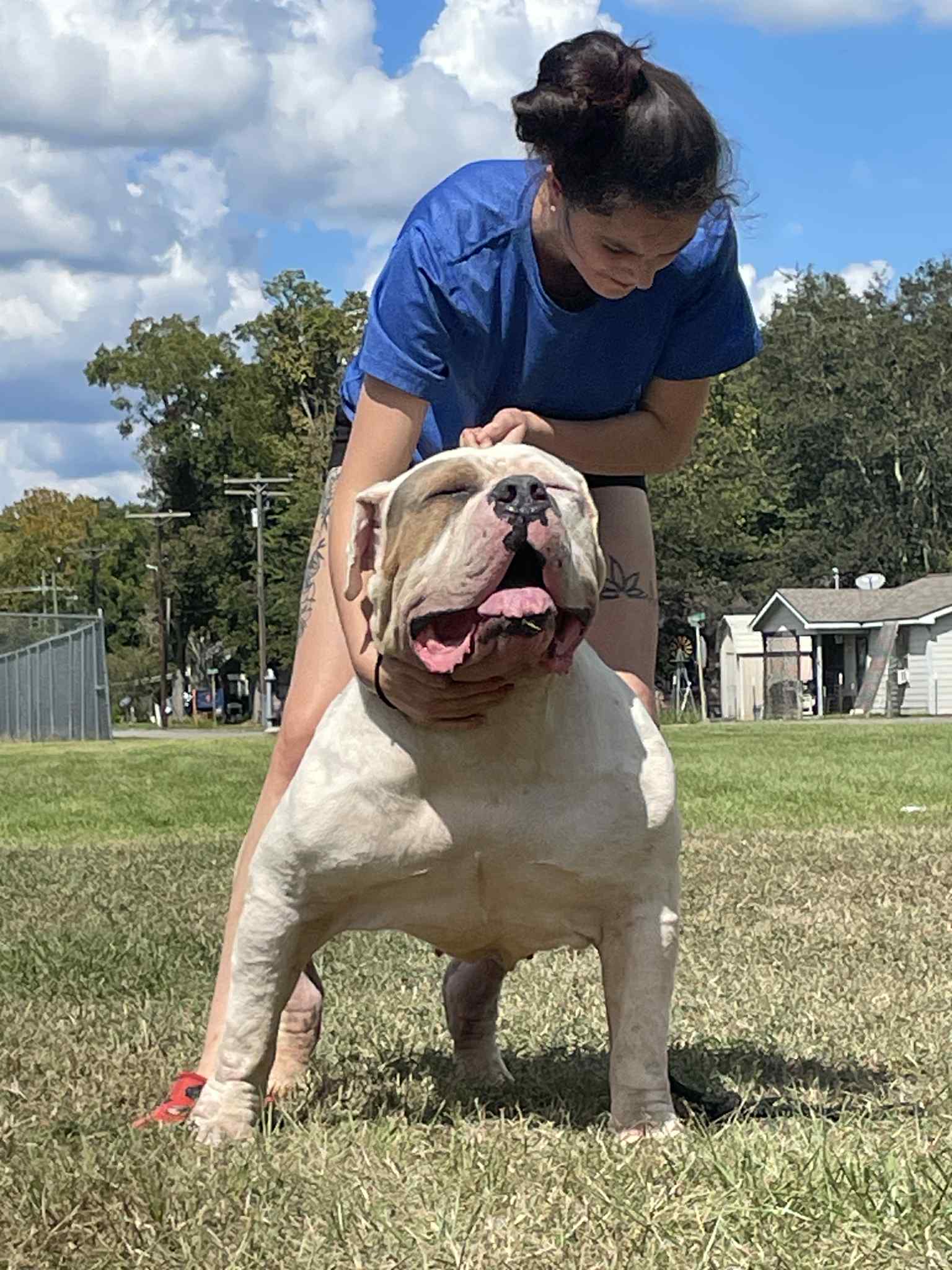 Dog Featured Image