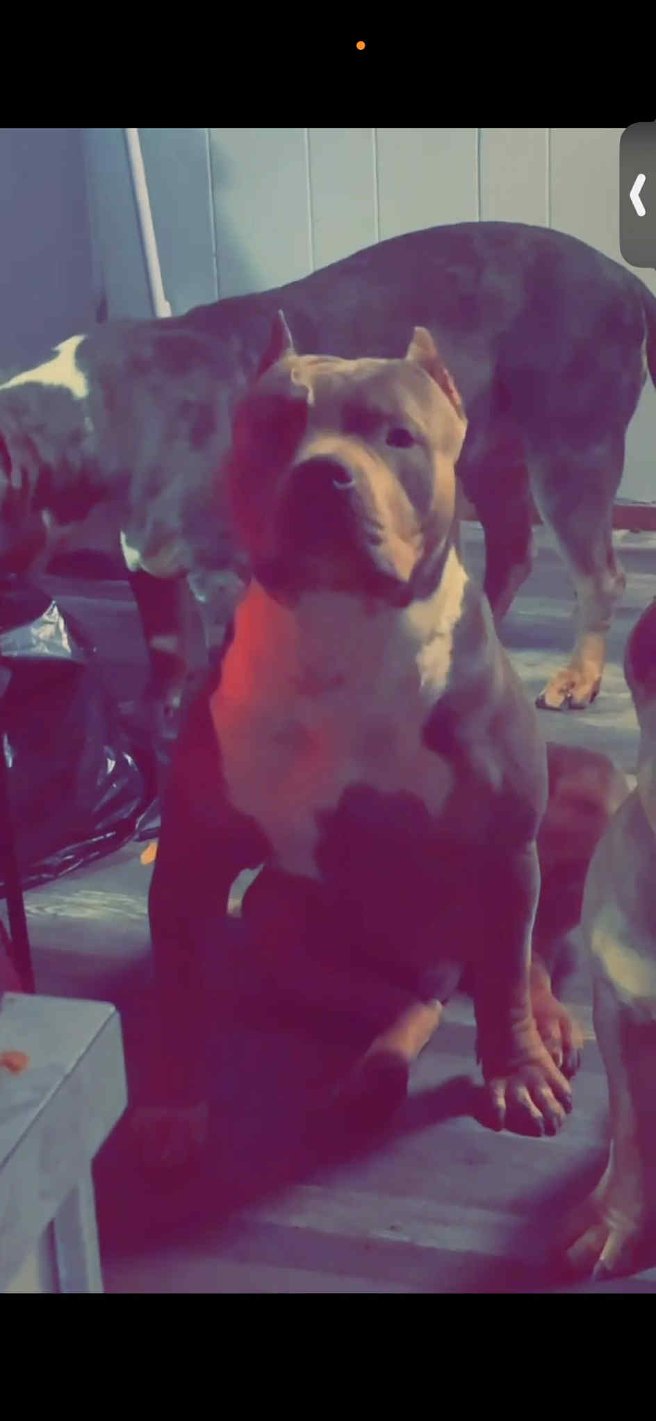 Dog Featured Image