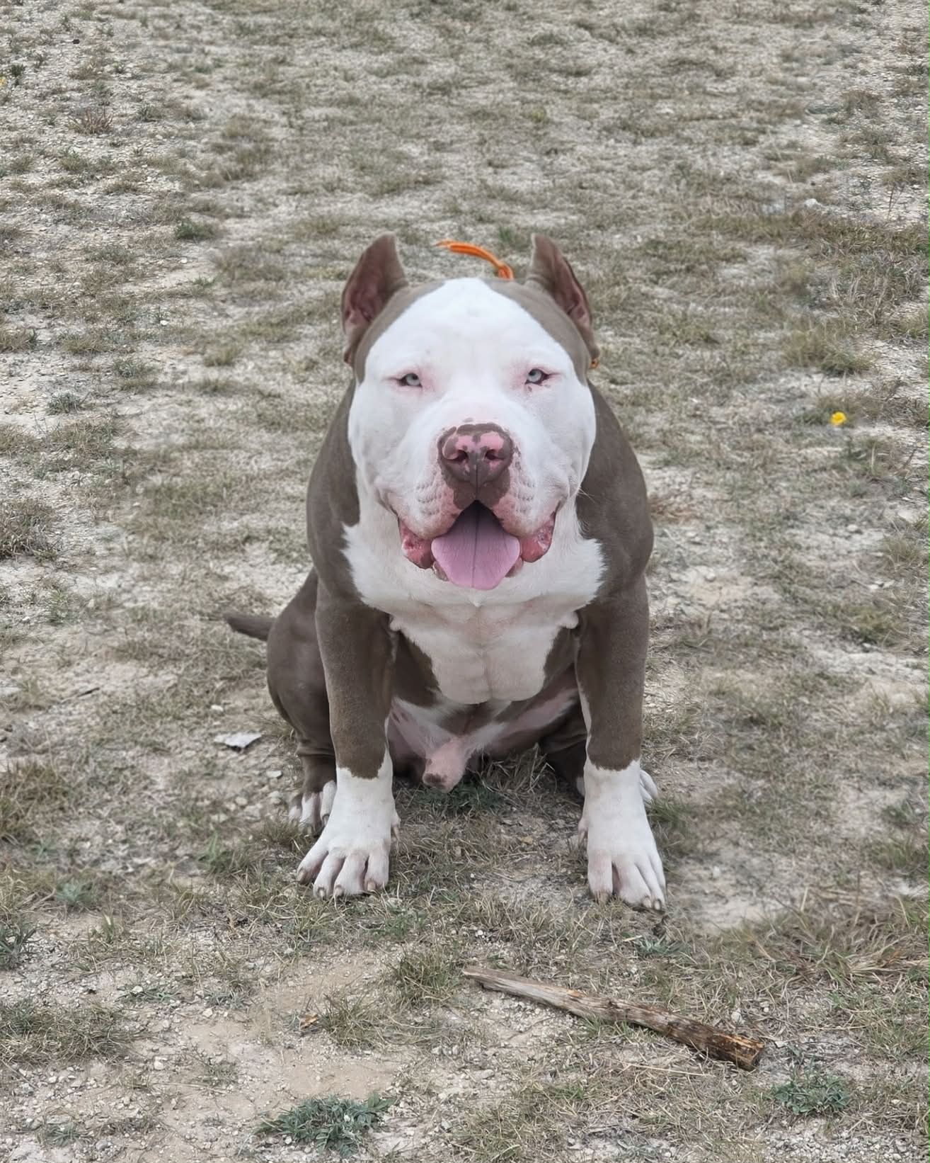 Dog Featured Image