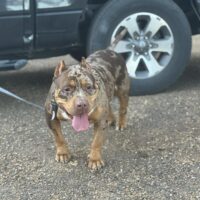 Wilson’s Snickers