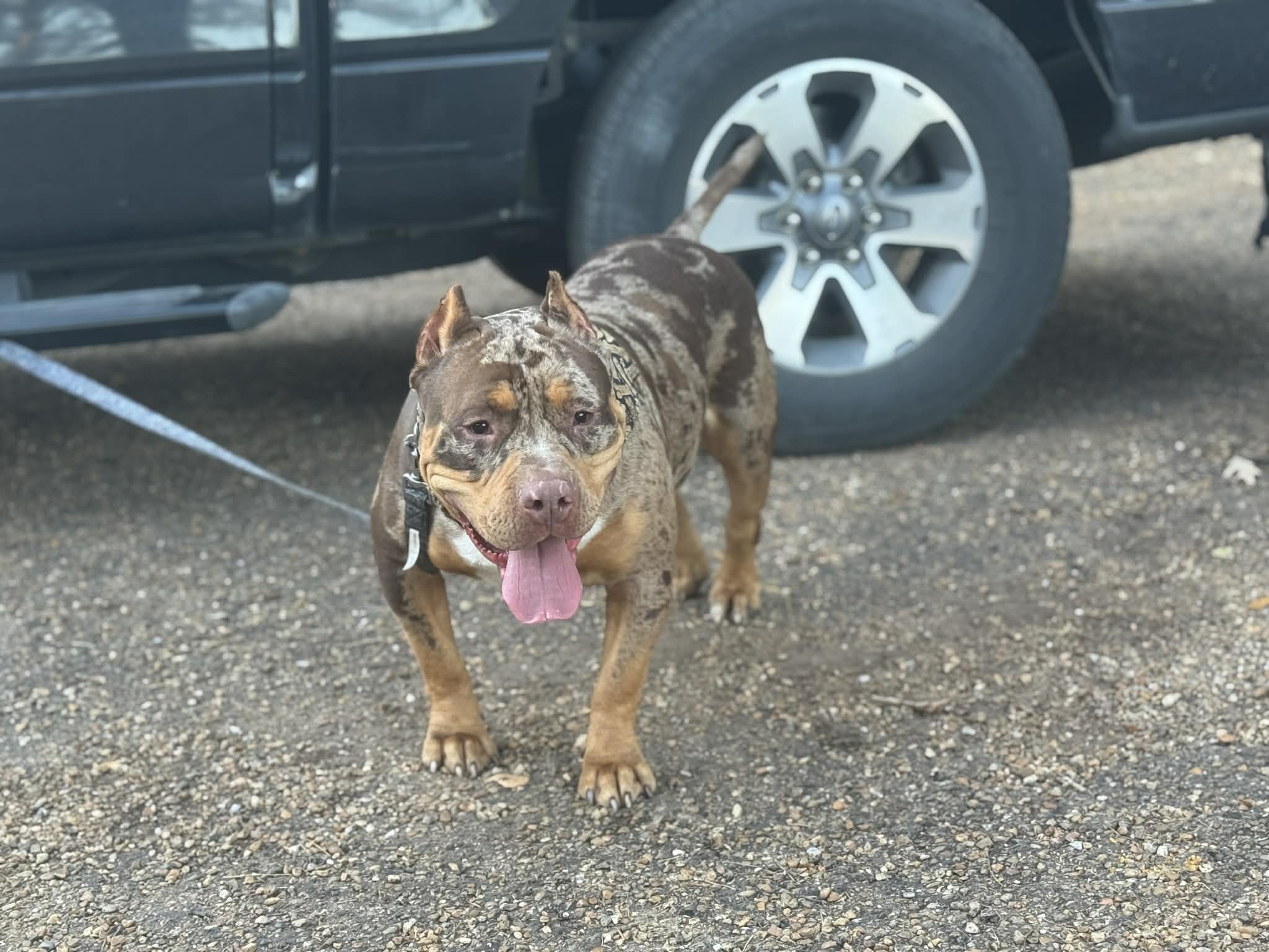 Dog Featured Image
