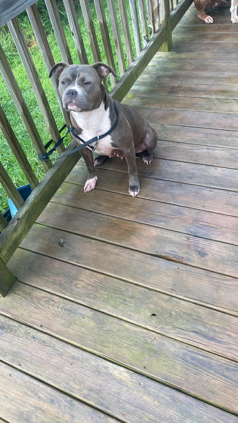 Dog Featured Image
