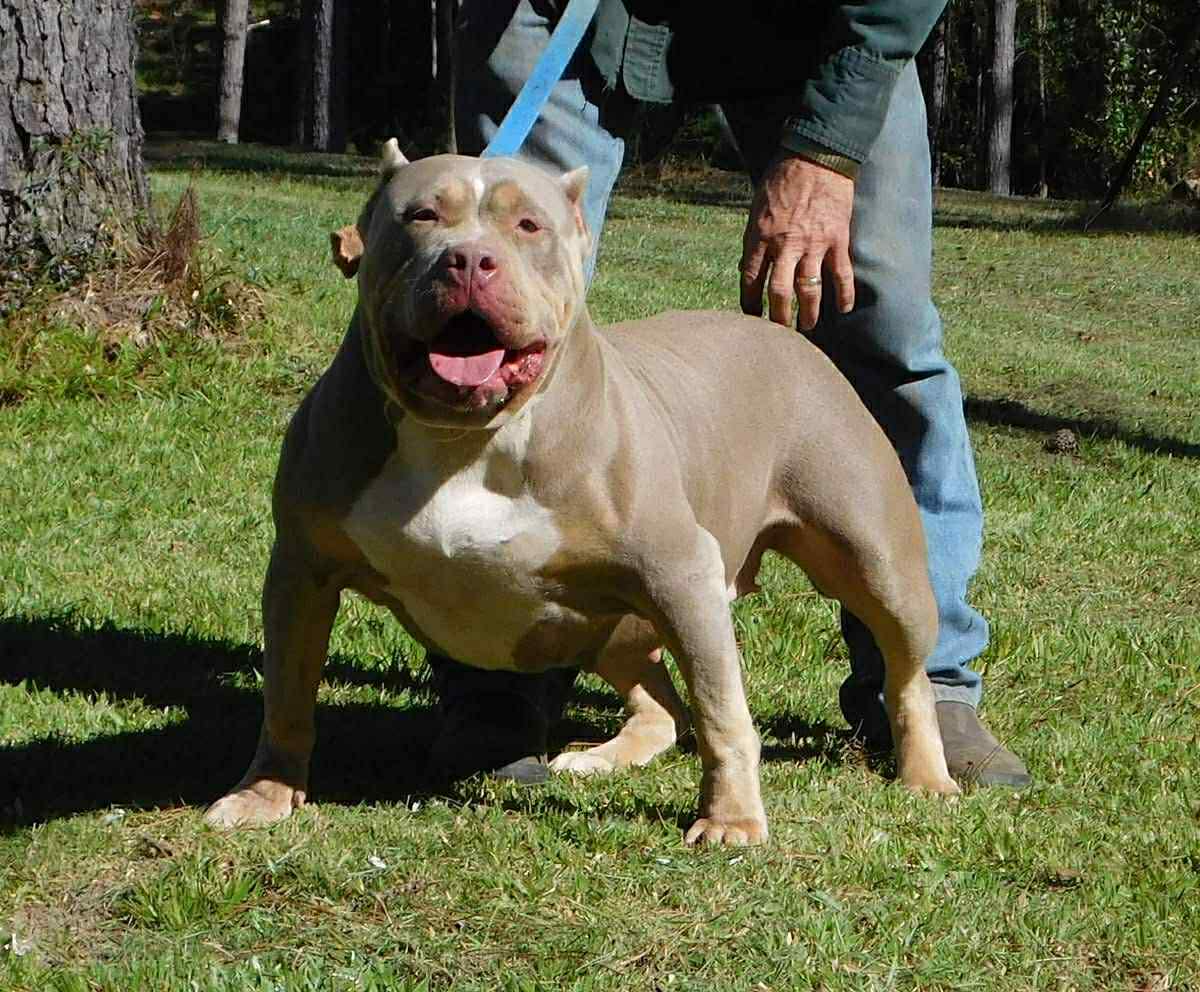 Dog Featured Image