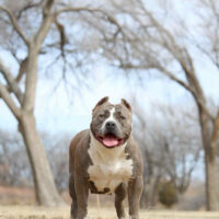 Nuke City Bullz Grizelda
