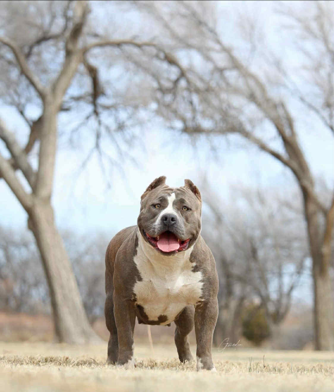 Dog Featured Image