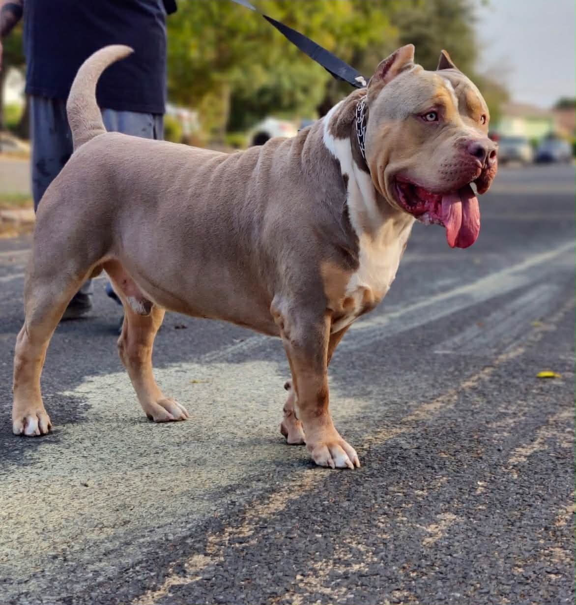 Dog Featured Image