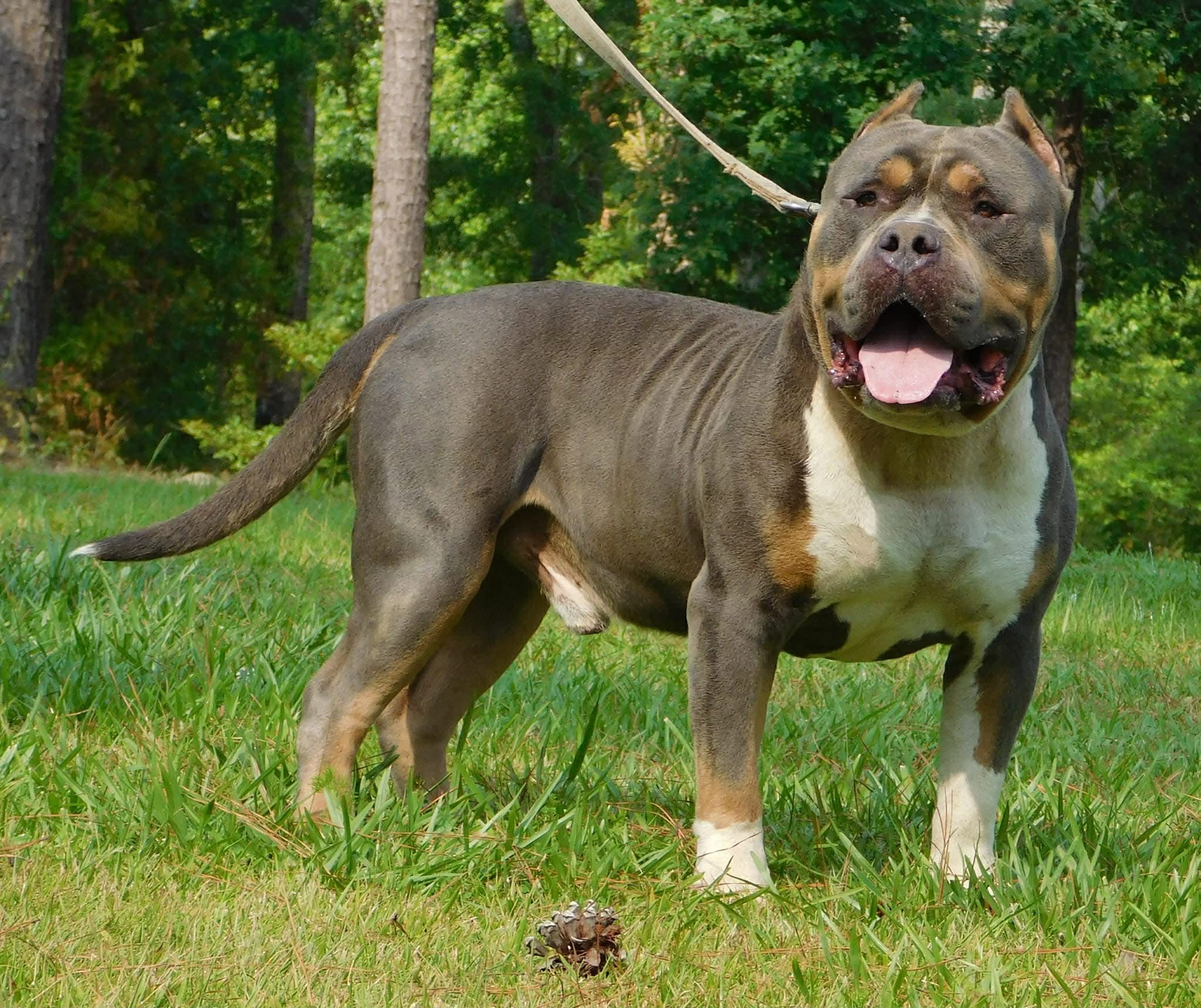 Dog Featured Image