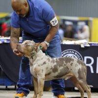 Pristine Elite Bullyz Cairo