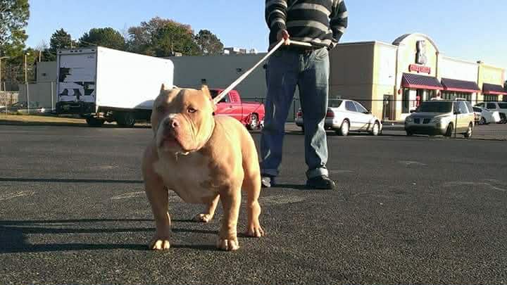 Dog Featured Image