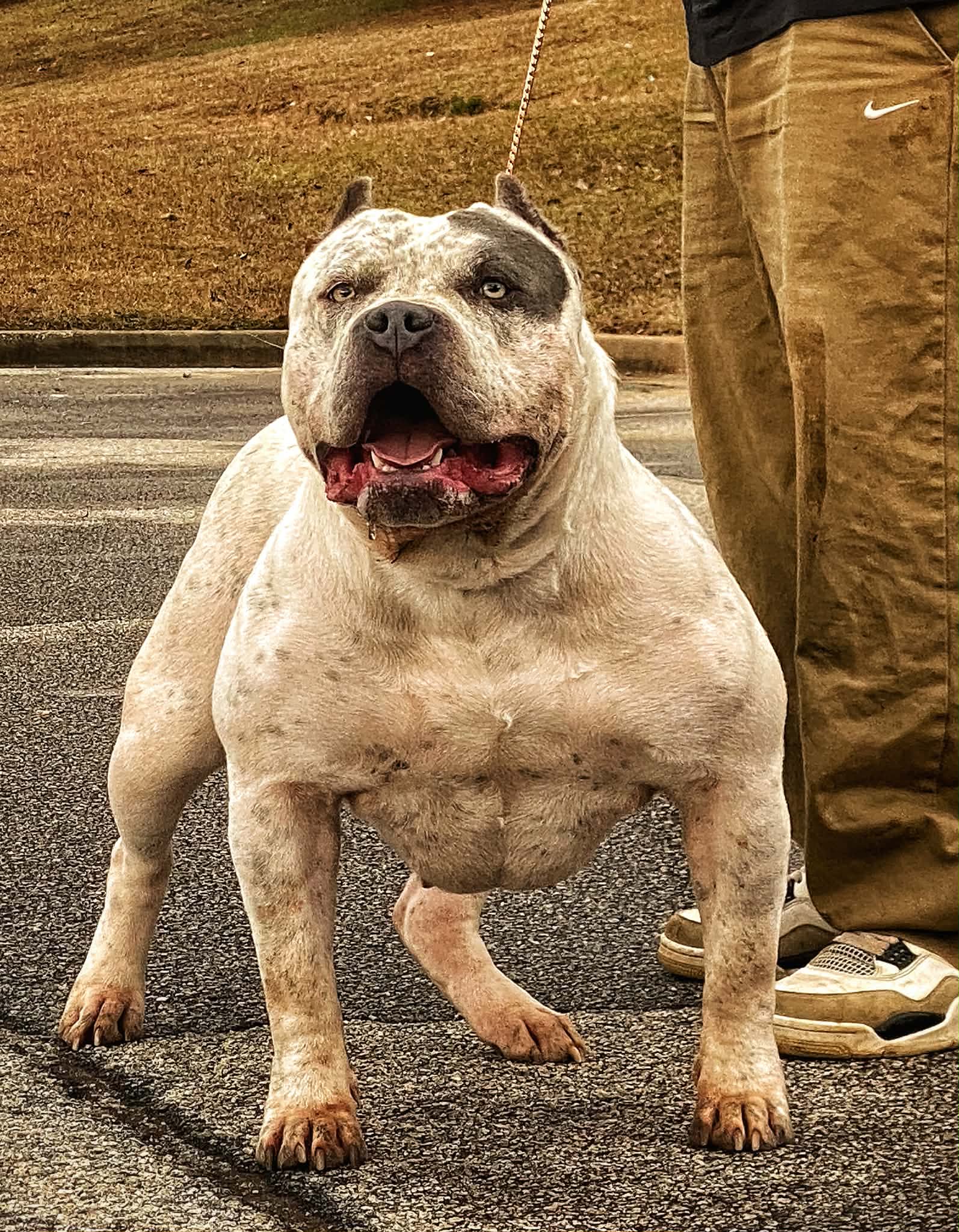 Dog Featured Image