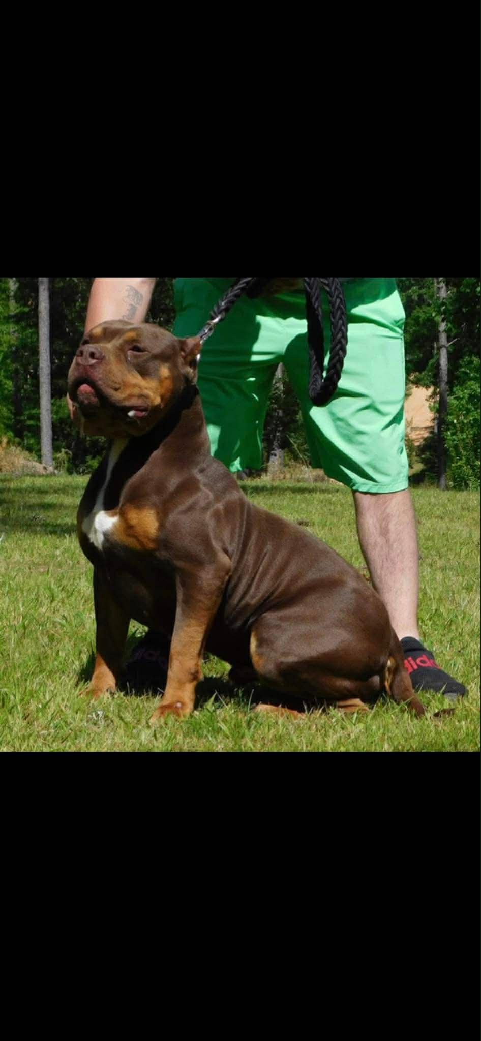 Dog Featured Image