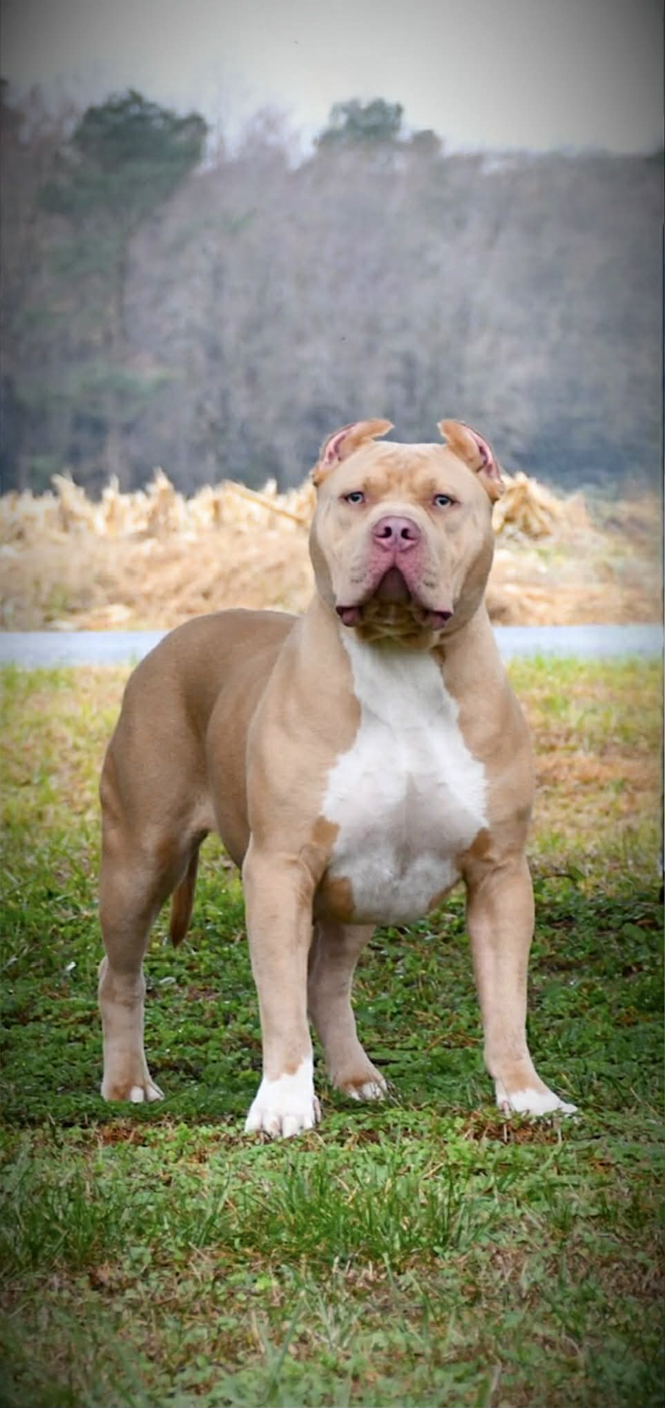 Dog Featured Image