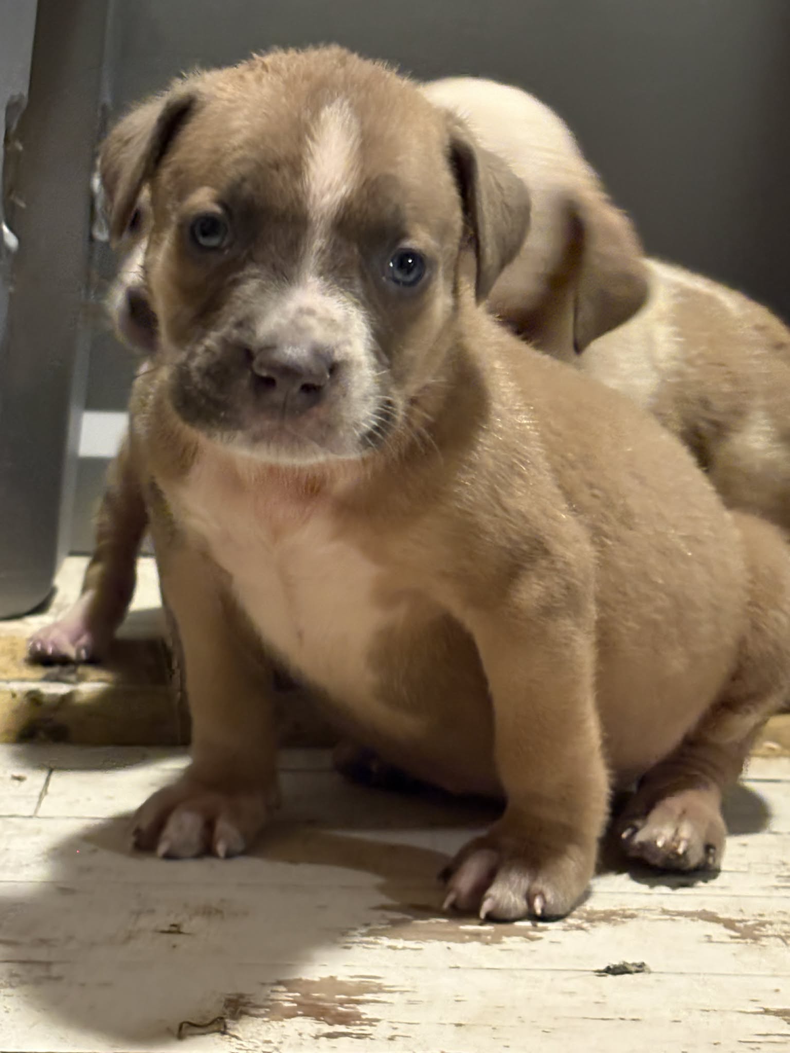Dog Featured Image