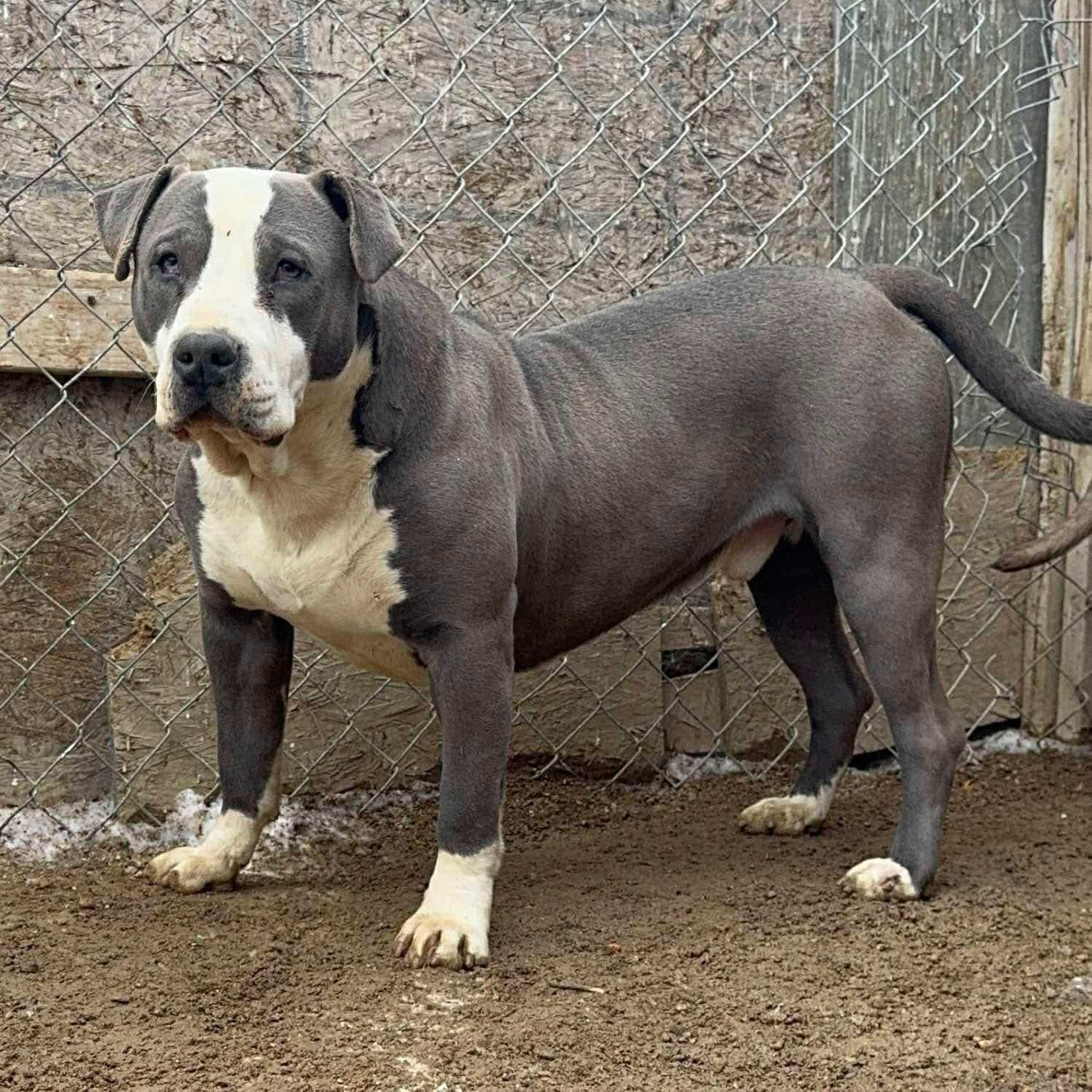 Dog Featured Image