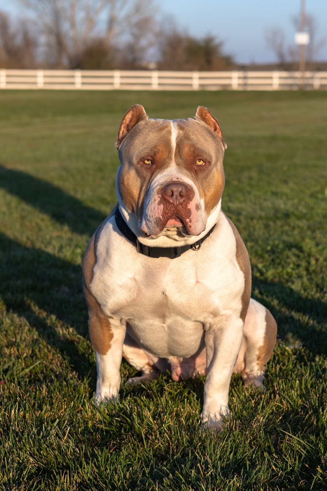 Dog Featured Image