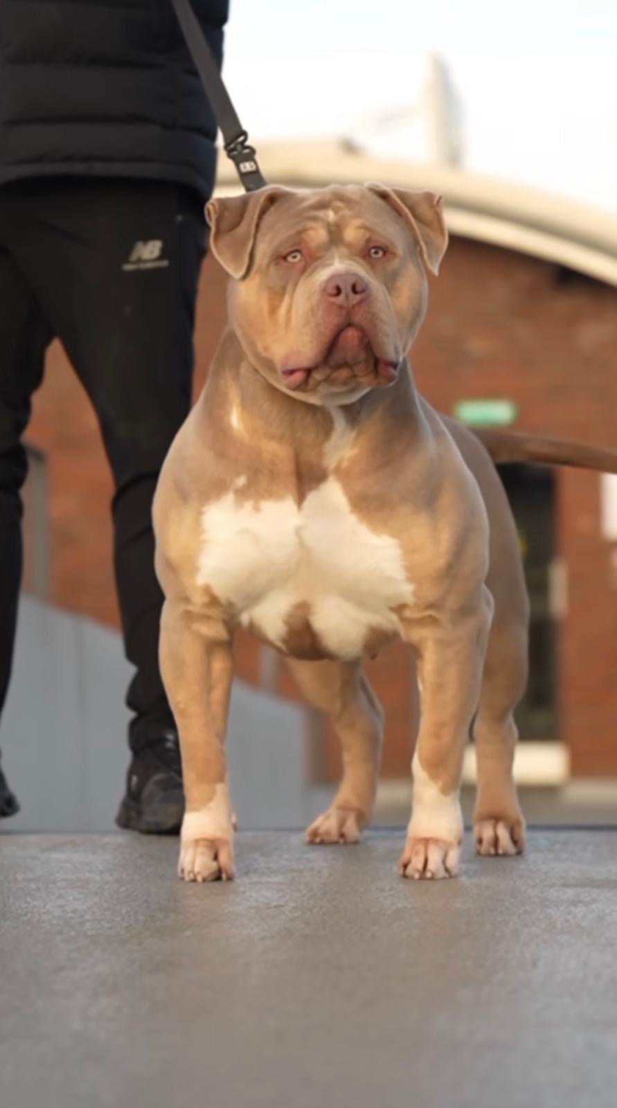 Dog Featured Image