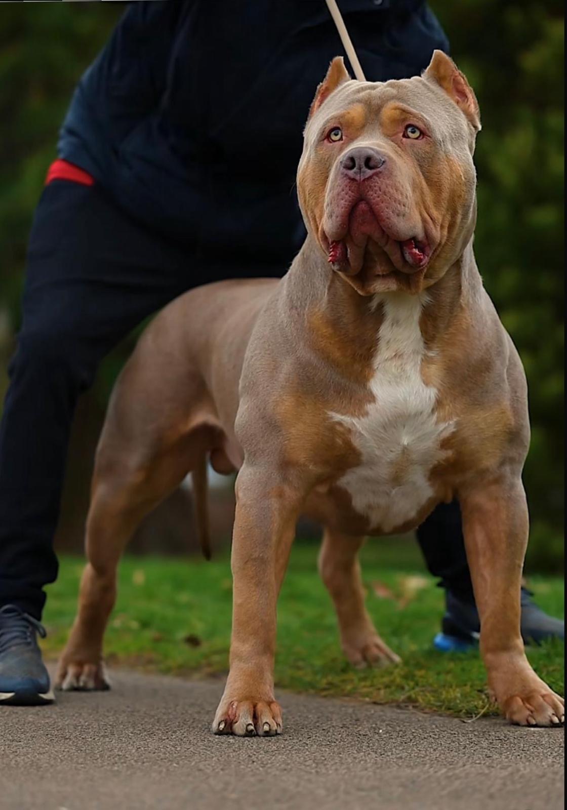 Dog Featured Image