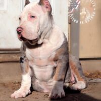 MAFIOSA Of OROZCO  XL BULLIES