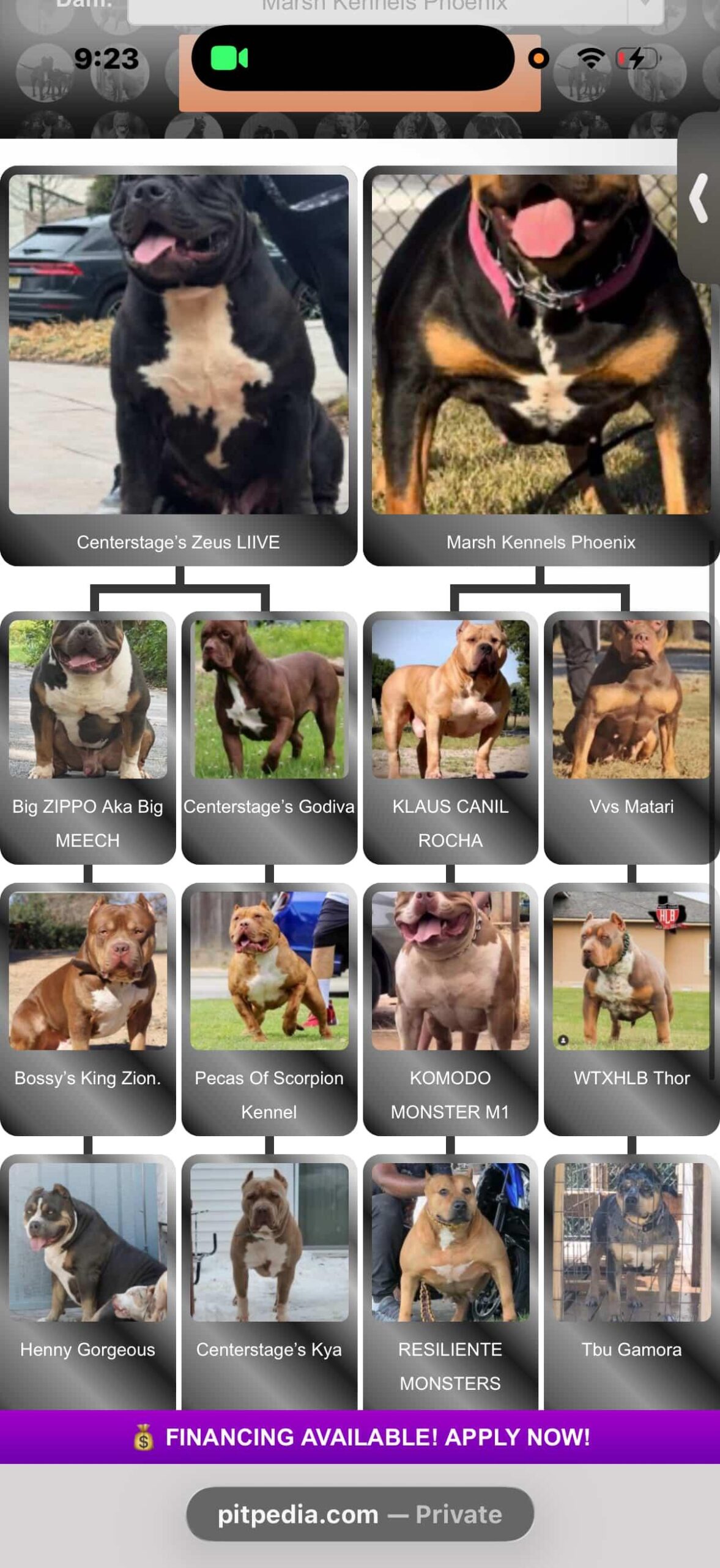 Dog Featured Image